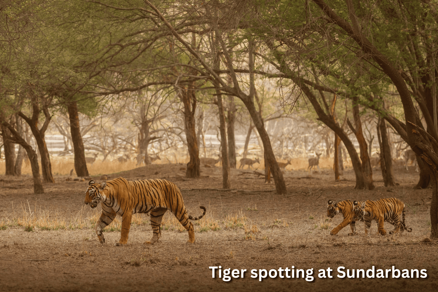 Kolkata & Sundarbans