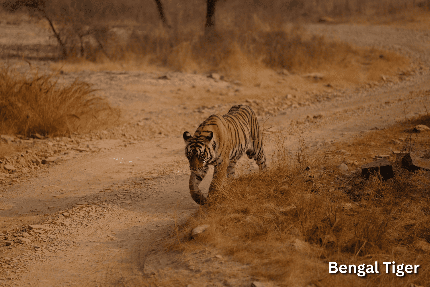 Ranthambore